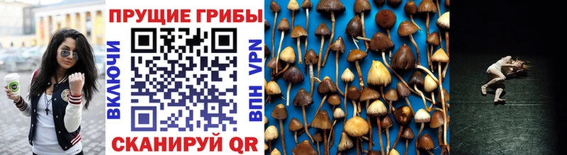 Галлюциногенные грибы Psilocybe  Сальск 